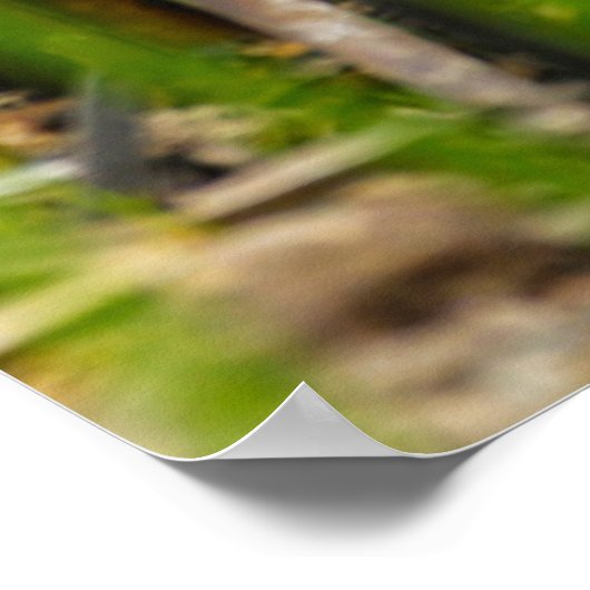 Desert Cottontail Rabbit Poster (Ecke)