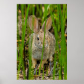 Desert Cottontail Rabbit Poster (Vorne)