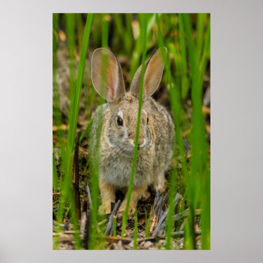 Desert Cottontail Rabbit Poster (Vorne)