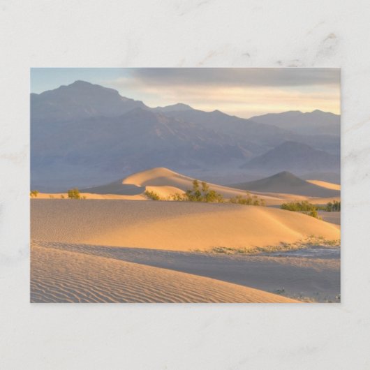 Desert Dawn Postkarte (Vorderseite)