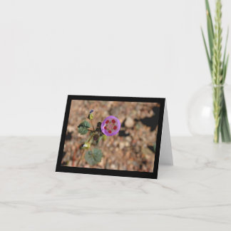 Desert Five Spot Note Card Karte