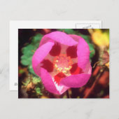 Desert Five Spot-Wildblume Postkarte (Vorne/Hinten)