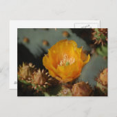 Desert Gold Postkarte (Vorne/Hinten)