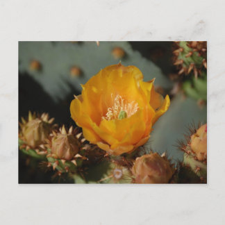 Desert Gold Postkarte