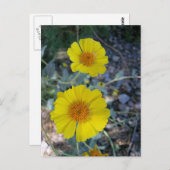 Desert Gold Postkarte (Vorne/Hinten)