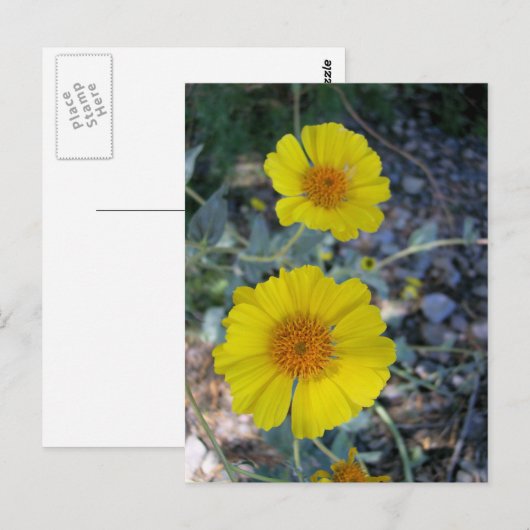 Desert Gold Postkarte (Vorne/Hinten)