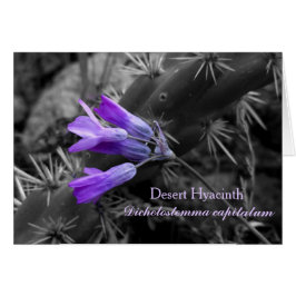 Desert Hyacinth Blume und Staghorn Cholla Cactus