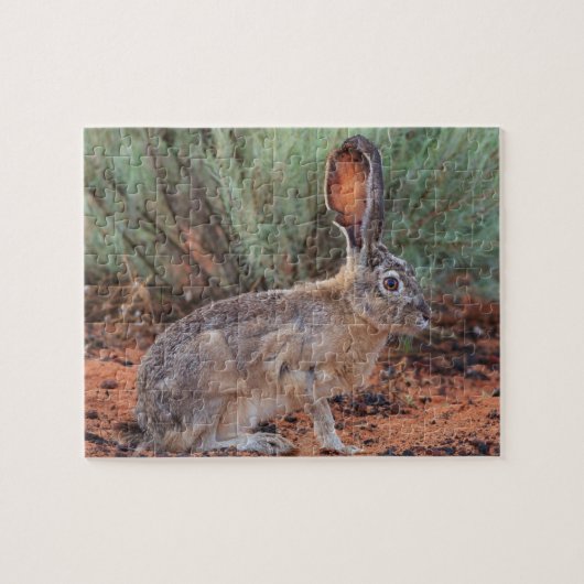 Desert Jackrabbit Puzzle (Horizontal)