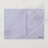 Desert Jewels Arabian Pferde Postcard Postkarte (Rückseite)