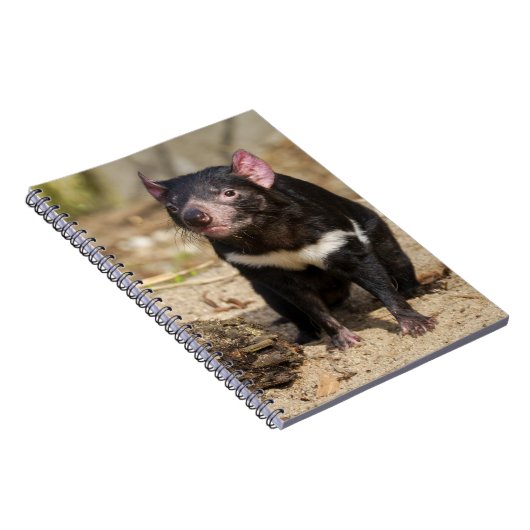 Desert Light – Tasmanian Devil Notizblock (Rechte Seite)