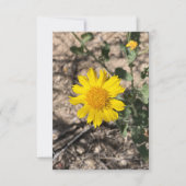 Desert Marigold Dankeskarte (Vorderseite)
