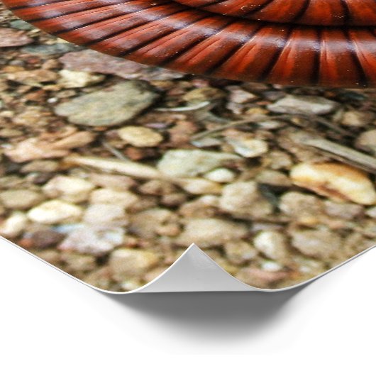 Desert Millipede Poster (Ecke)