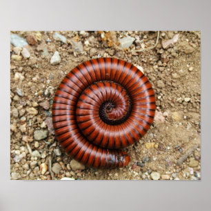 Desert Millipede Poster