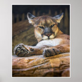 Desert Monarch: The Resting Cougar Poster (Vorne)