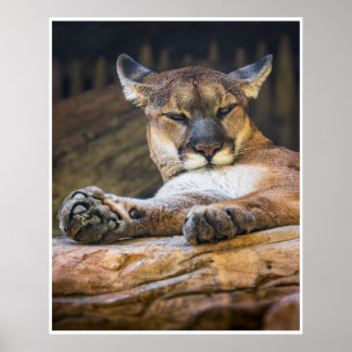 Desert Monarch: The Resting Cougar Poster