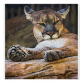 Desert Monarch: The Resting Cougar Poster (Vorderseite)