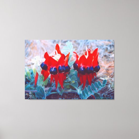 DESERT PEA 32x48 Leinwanddruck (Vorderseite)
