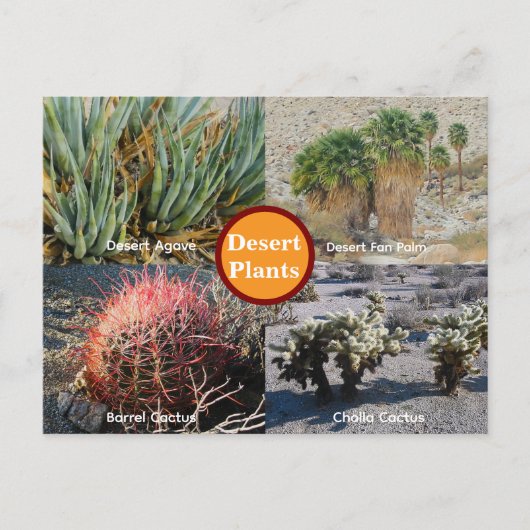 Desert Plants Postcard Postkarte (Vorderseite)