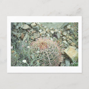 Desert Poetry Cactus Arizona Foto Postkarte