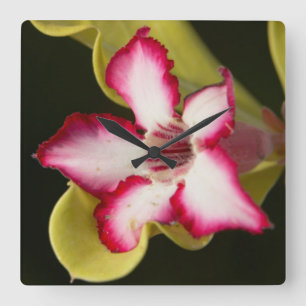 Desert-Rose (Adenium Obesum), South Africa Quadratische Wanduhr
