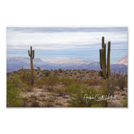 Desert Saguaro Fotodruck (Vorne)