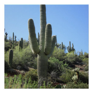 Desert Saguaro Poster