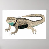 Desert Spiny Lizard Art Reptile Animal Nature Poster (Vorne)