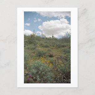 Desert Symphony Sonoran Arizona Foto Postkarten