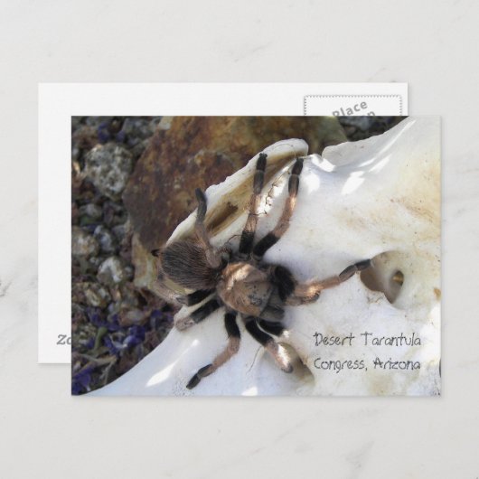 Desert Tarantula Postkarte (Vorne/Hinten)