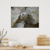 Desert Tortoise Nah-Up Poster (Küche)