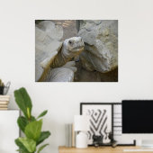 Desert Tortoise Nah-Up Poster (Heimbüro)