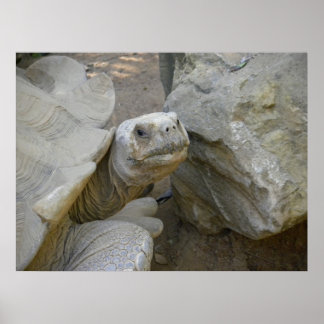 Desert Tortoise Nah-Up Poster