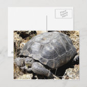 Desert Tortoise Postkarte (Vorne/Hinten)
