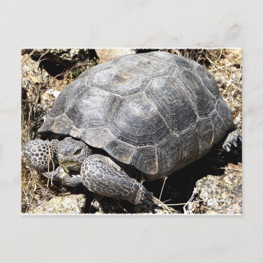 Desert Tortoise Postkarte (Vorderseite)