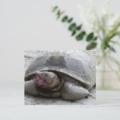 Desert Tortoise Postkarte (Stehend Vorderseite)