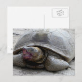 Desert Tortoise Postkarte (Vorne/Hinten)