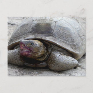 Desert Tortoise Postkarte