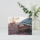 Desert Tortoise Postkarte (Stehend Vorderseite)