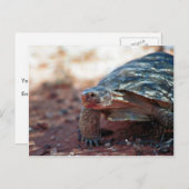 Desert Tortoise Postkarte (Vorne/Hinten)