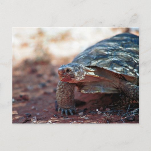 Desert Tortoise Postkarte (Vorderseite)
