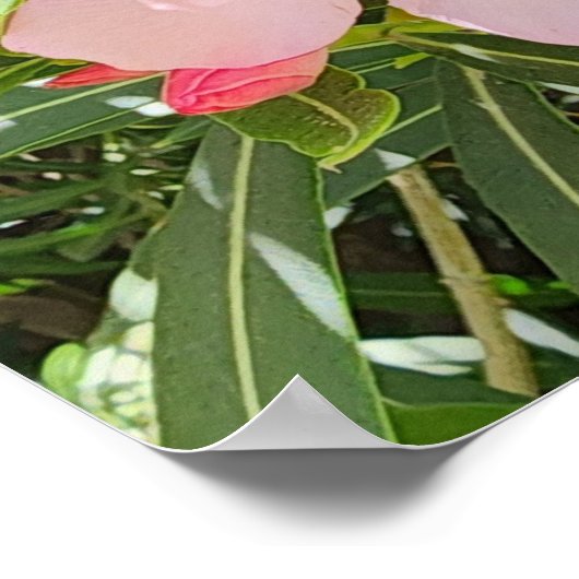 Desert Willow Blume Foto Poster (Ecke)