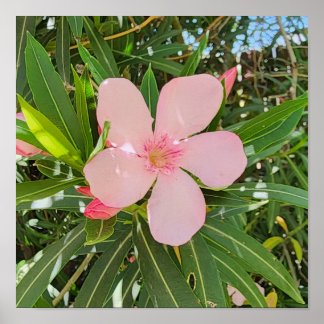 Desert Willow Blume Foto Poster