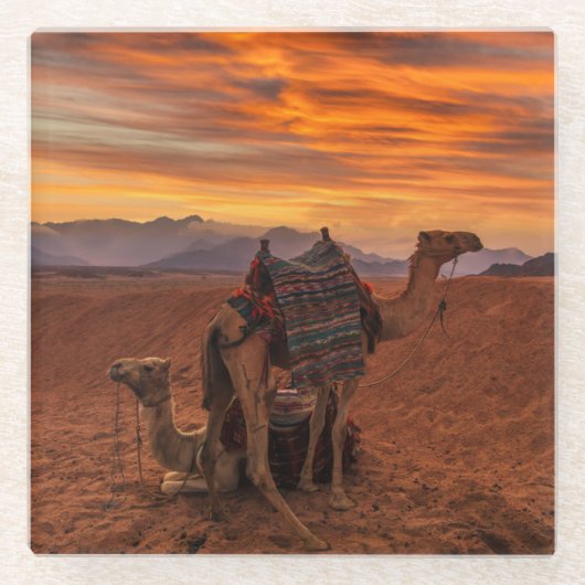 Deserts | Bactrian Camel Egypt Sand Dune Glasuntersetzer (Vorderseite)