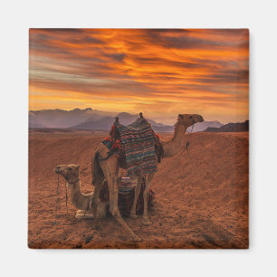 Deserts Bactrian Camel Egypt Sand Dune Magnet