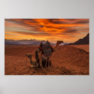 Deserts   Bactrian Camel Egypt Sand Dune Poster