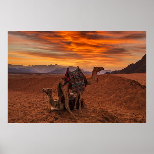Deserts | Bactrian Camel Egypt Sand Dune Poster (Vorne)