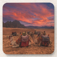 Deserts Camels Sinai Mountains Egypt