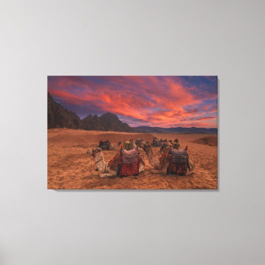 Deserts | Camels Sinai Mountains Egypt Leinwanddruck (Vorderseite)