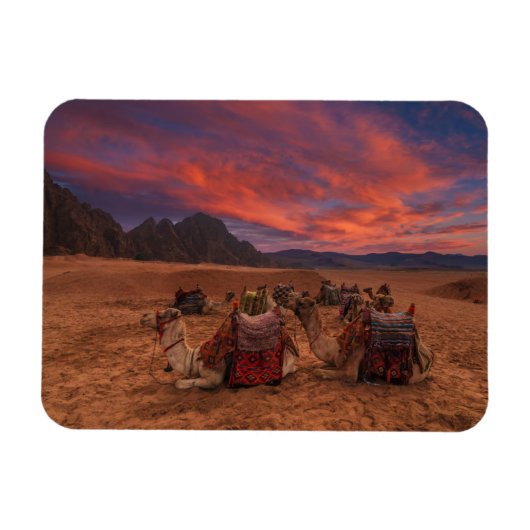 Deserts Camels Sinai Mountains Egypt Magnet (Horizontal)