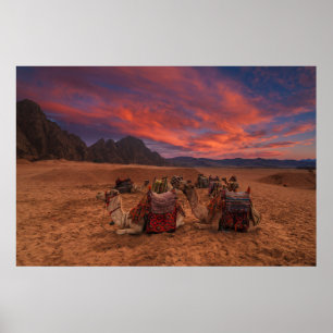 Deserts Camels Sinai Mountains Egypt Poster